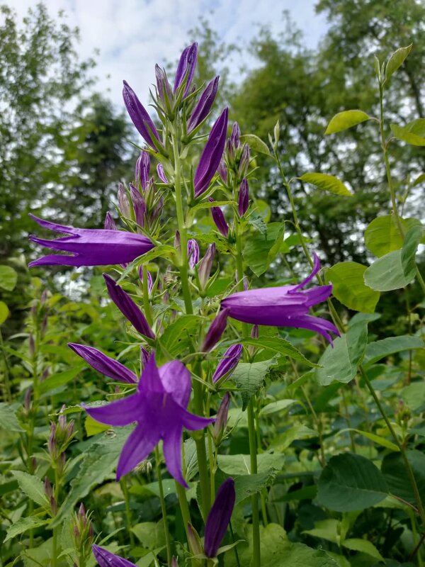 В Ботаническом саду Петрозаводска - Ирэн 