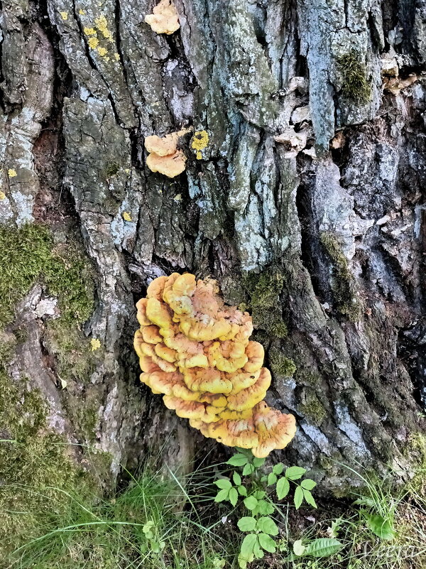 Трутовик серно-желтый - Veera V Трутовик серно-желтый - Veera V