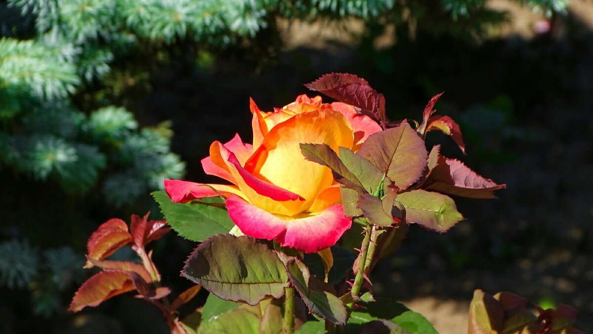 О красоте цветов. - Милешкин Владимир Алексеевич 