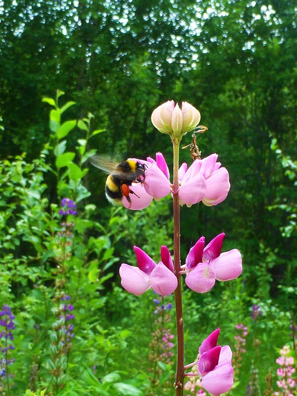 Июнь...Шмель прилетел за нектаром! - Владимир 