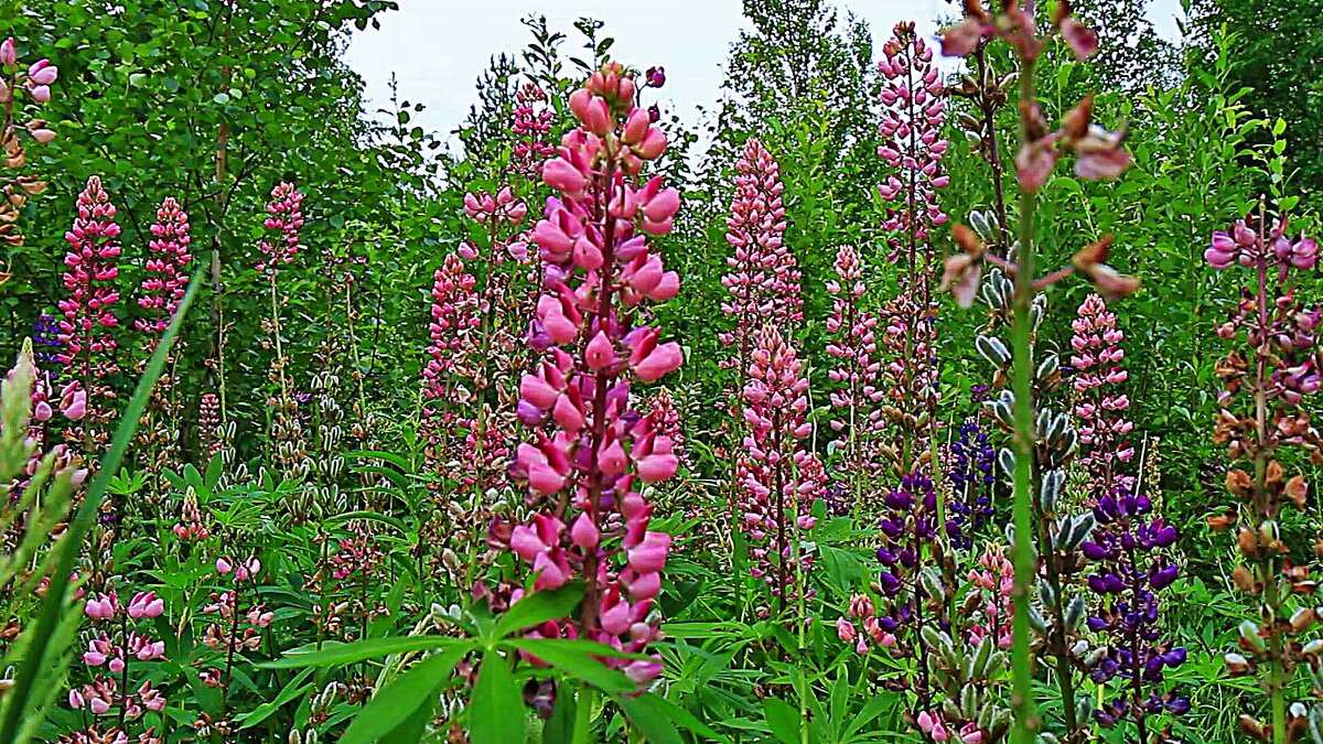 Июнь...В зарослях люпина! - Владимир 