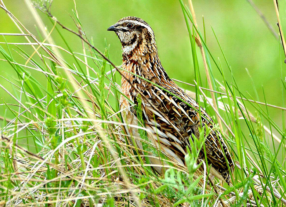 Выглядывая соперника - Михаил Белоусов