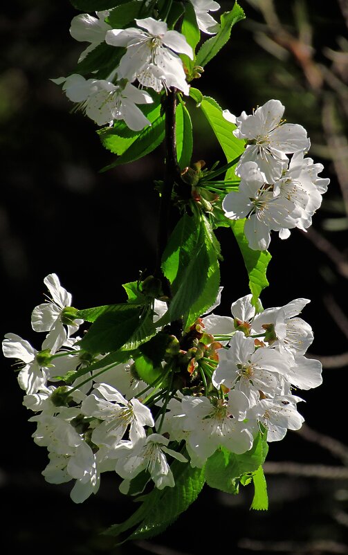 Белый цвет весны - Роман Савоцкий
