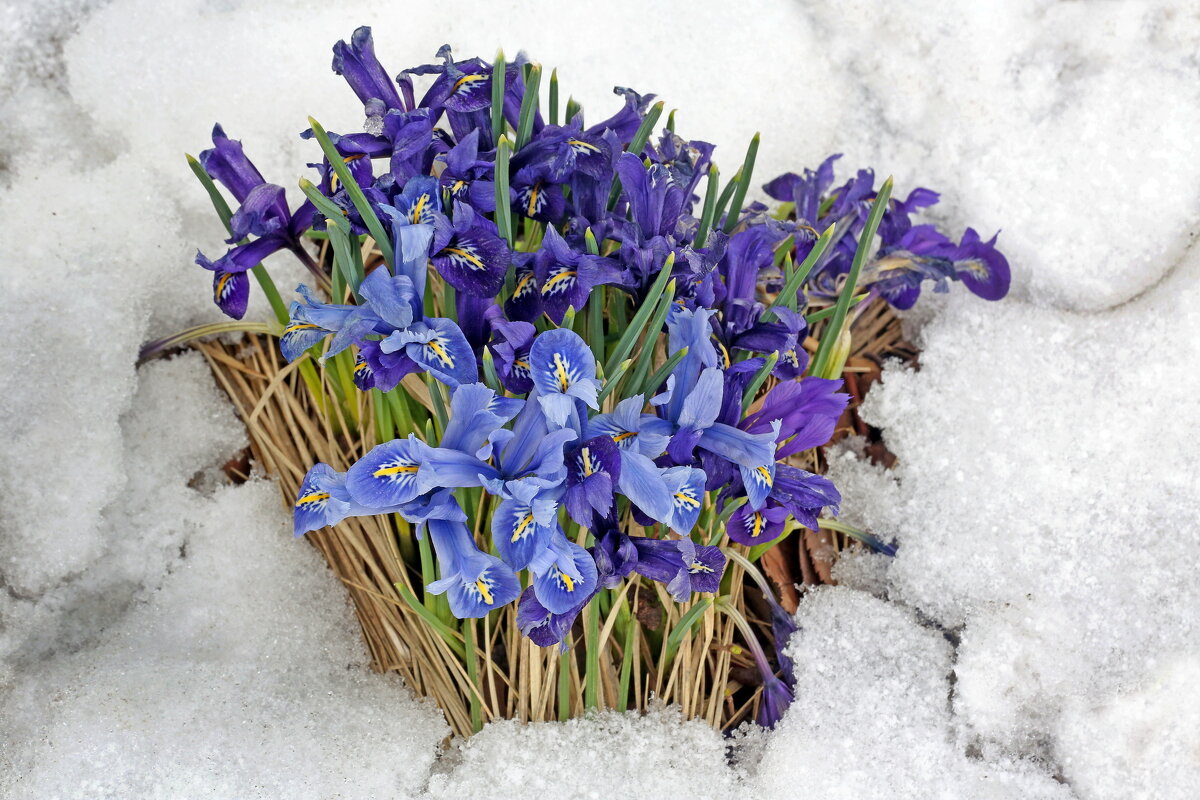 12 апреля в Музеоне - Михаил Бибичков 12 апреля в Музеоне - Михаил Бибичков