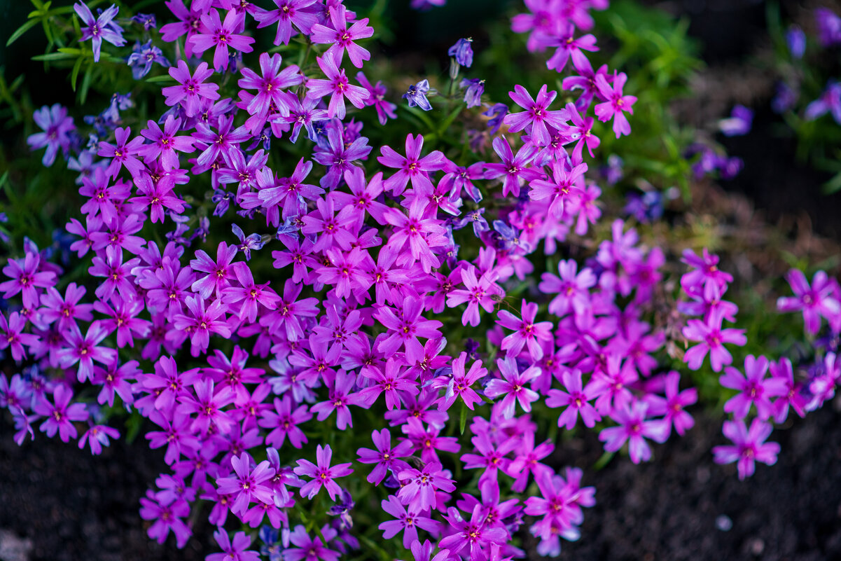 Весна - Петр 