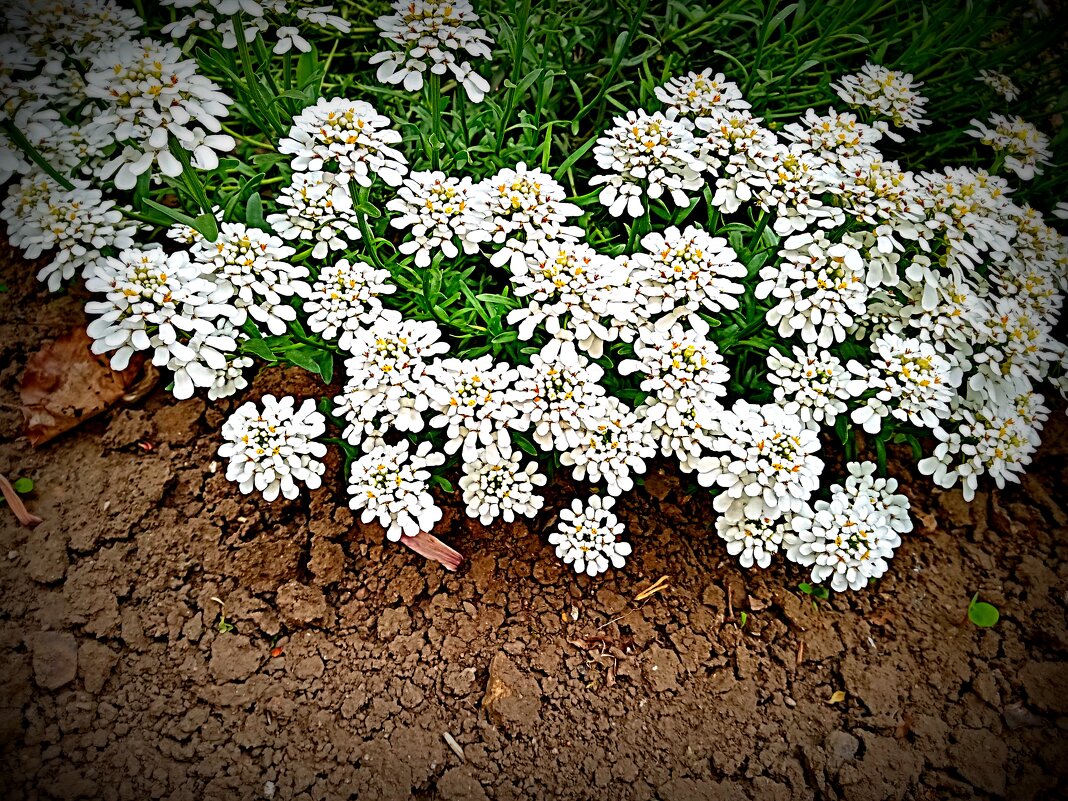 Цветы. - Владимир Драгунский