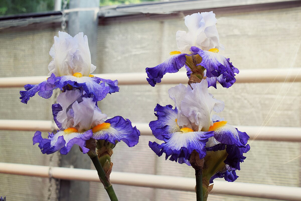 Парочка ирисов с выставки. - Татьяна Помогалова