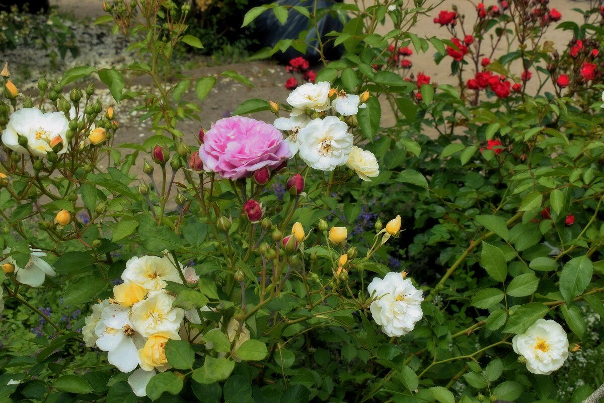 Маленькие радости, которые делают день ярче. - Татьяна Помогалова