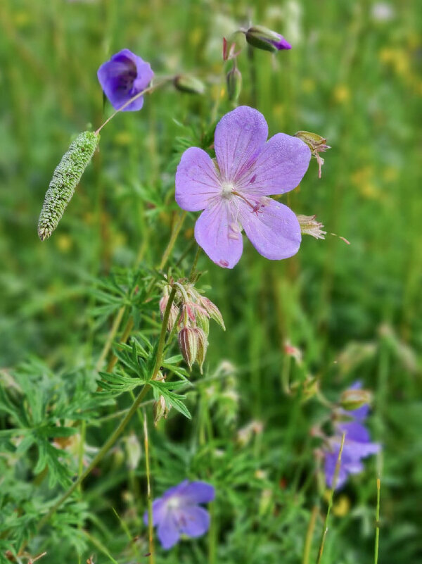 Герань лесная - Виктор Фоменко
