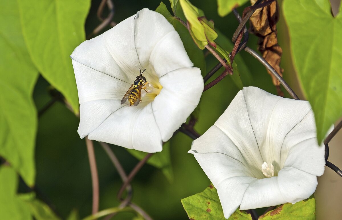 На вьюнке полевом - Валерий Иванович