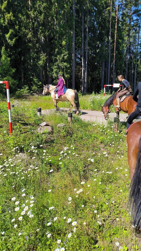 Летняя прогулка. - Ольга 