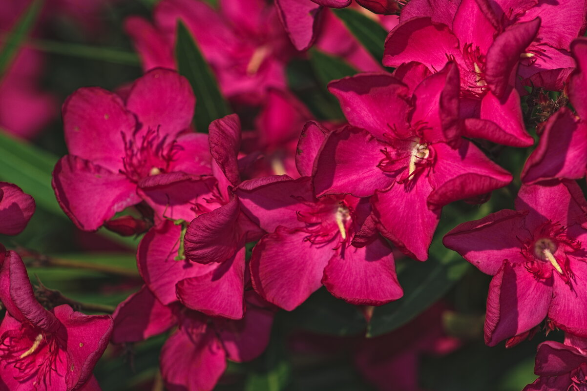 Олеандр - Giant Tao /