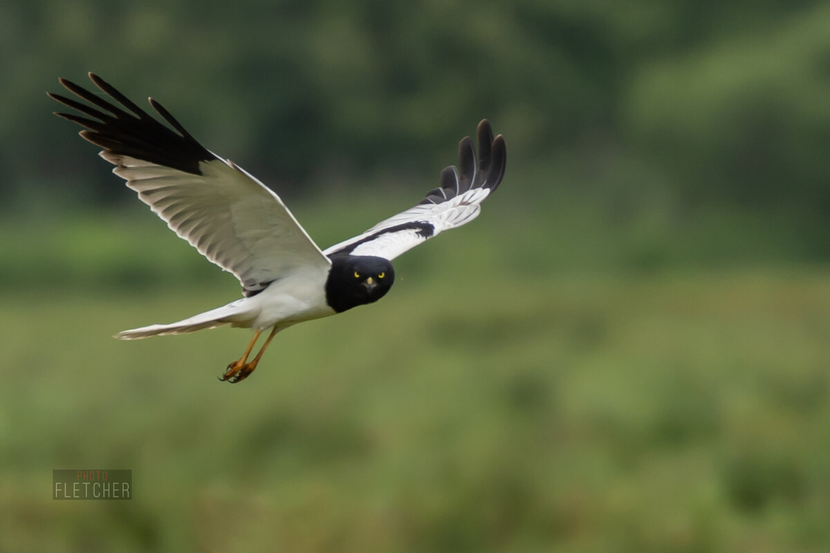 2 - Сергей Флетчер