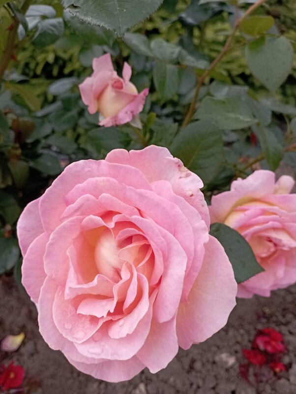 Розочки - Елена Семигина