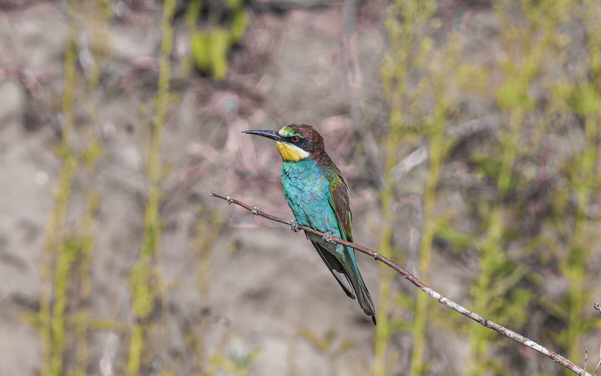 щурки - юрий макаров