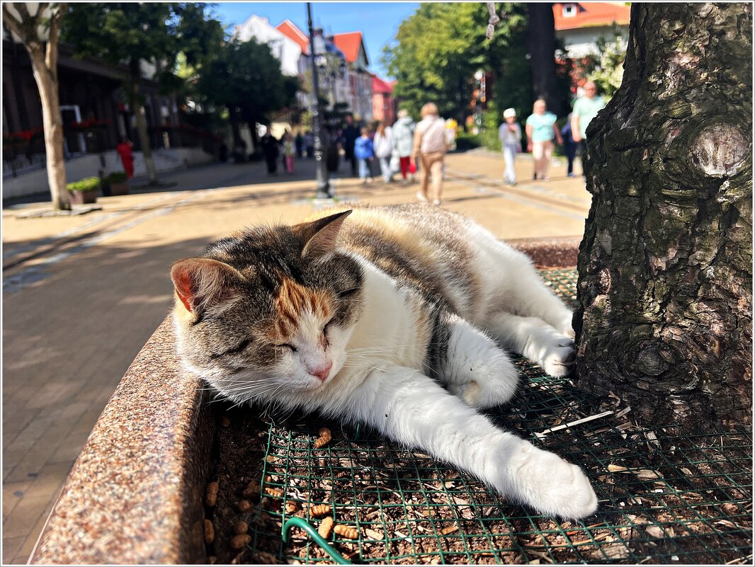 Лето в городе котов и кошек. - Валерия Комова