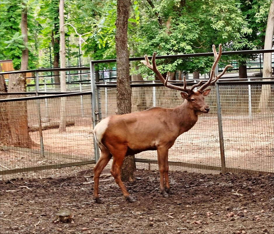 В зоопарке! - Надежда В зоопарке! - Надежда