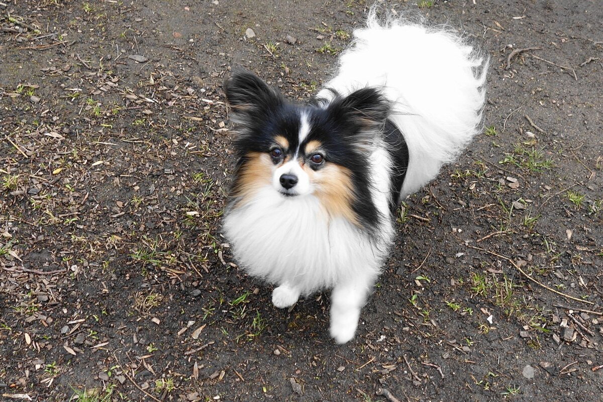 Братья наши меньшие - Рита Симонова Братья наши меньшие - Рита Симонова