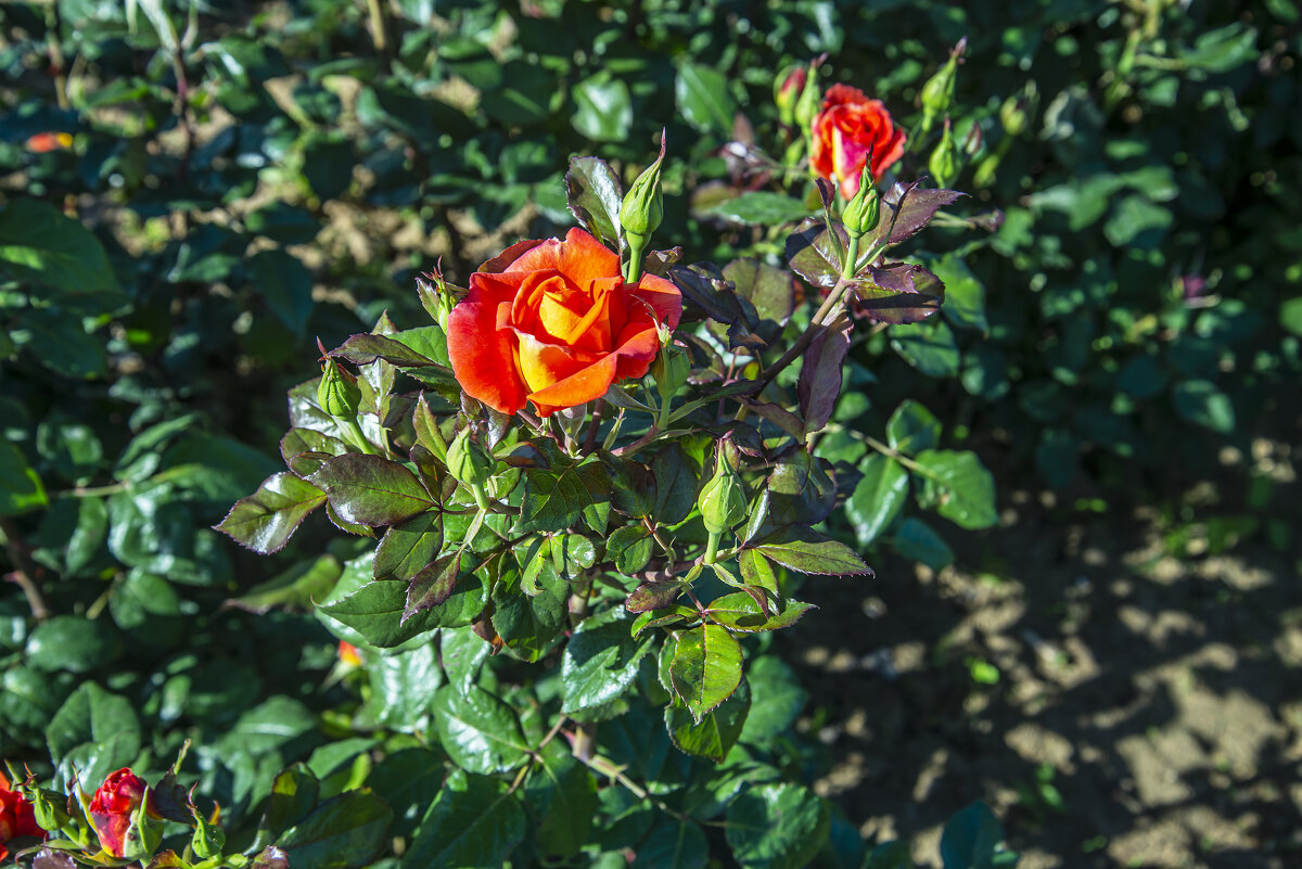 Роза - Анатолий Чикчирный