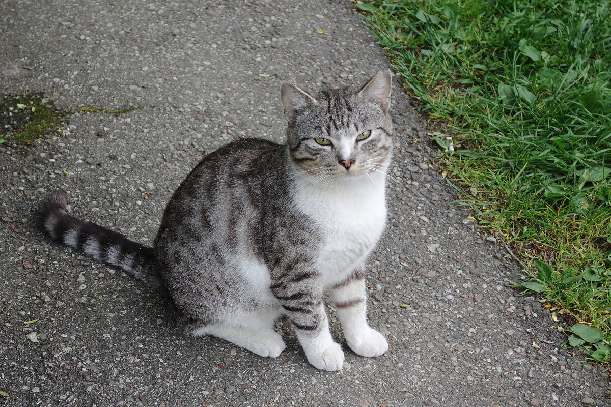 Братья наши меньшие - Рита Симонова Братья наши меньшие - Рита Симонова