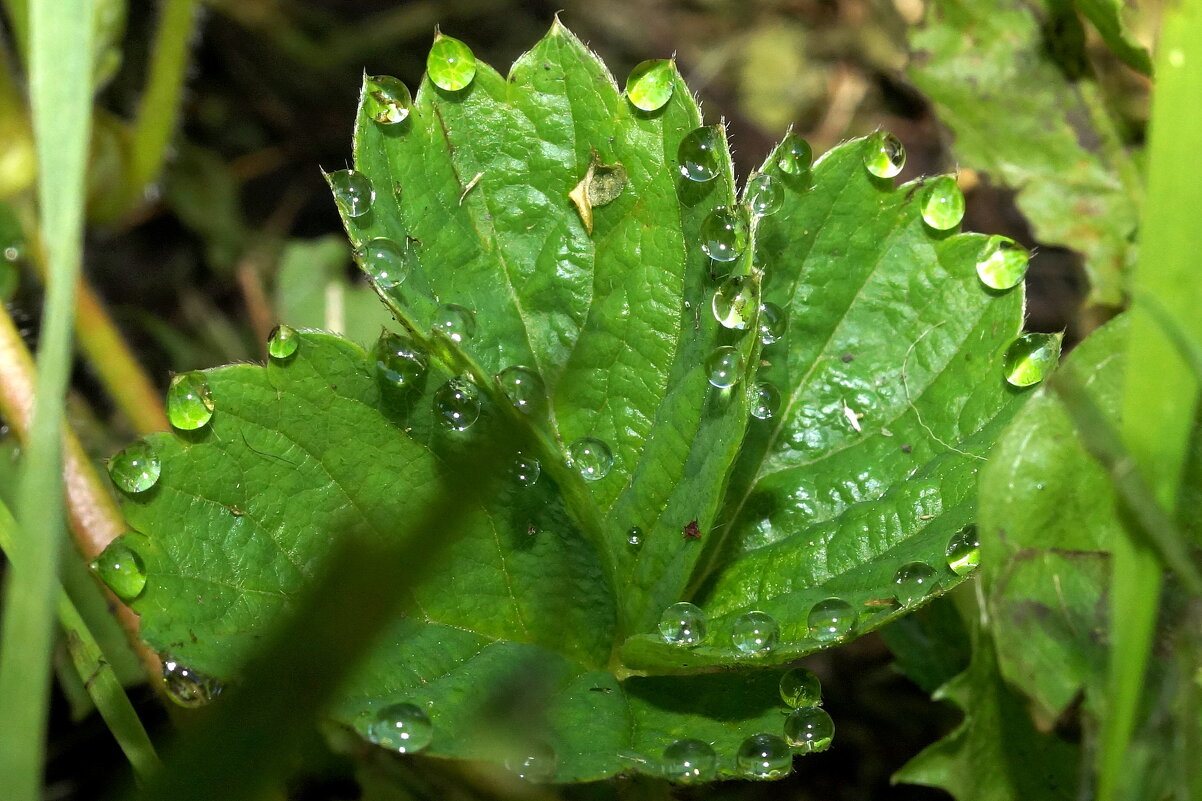 Утро... - Андрей Катков