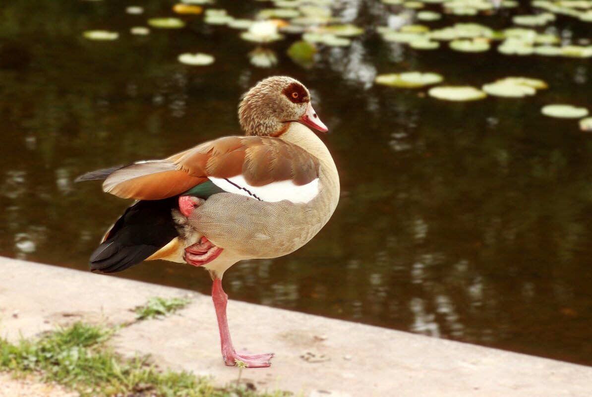 Я и так умею - Юрий. Шмаков