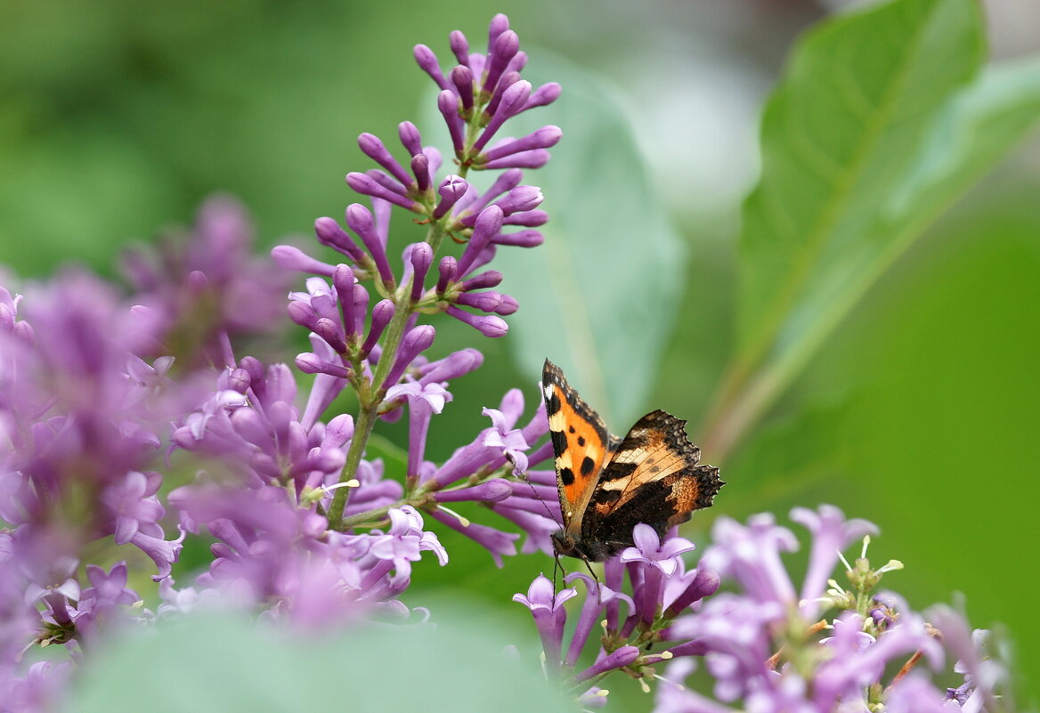 Утро, мотылёк... - Андрей Катков Утро, мотылёк... - Андрей Катков
