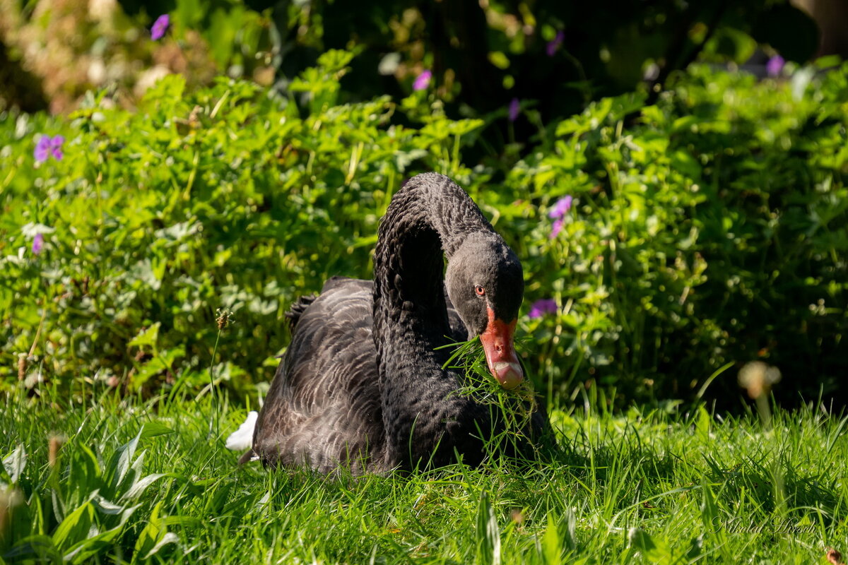 На подножном корму... - Николай Гирш
