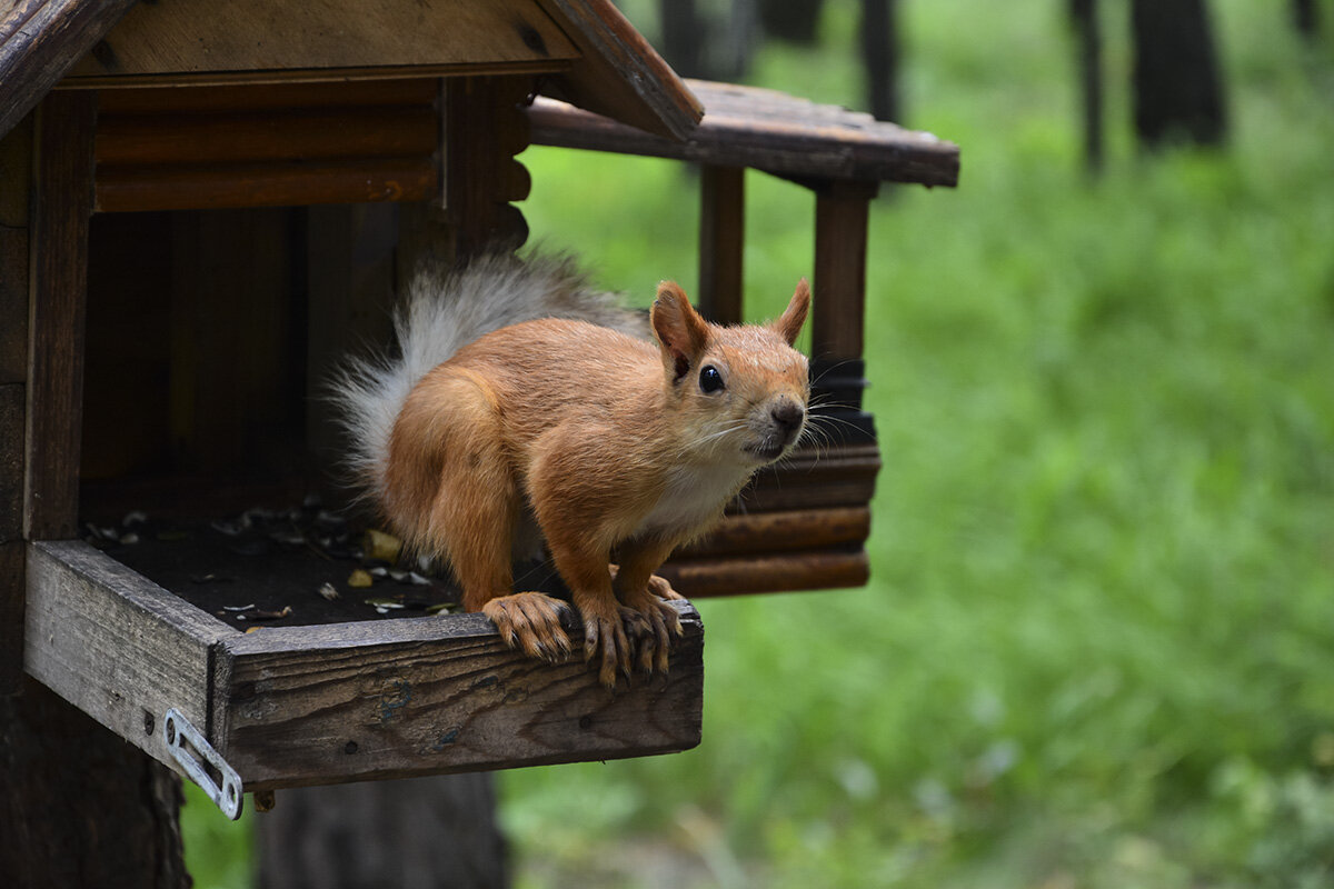 Хозяйка - Геннадий Супрун