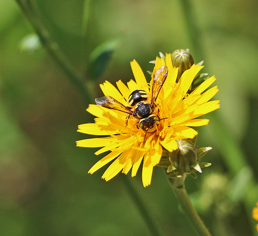 На одуванчике - Светлана 