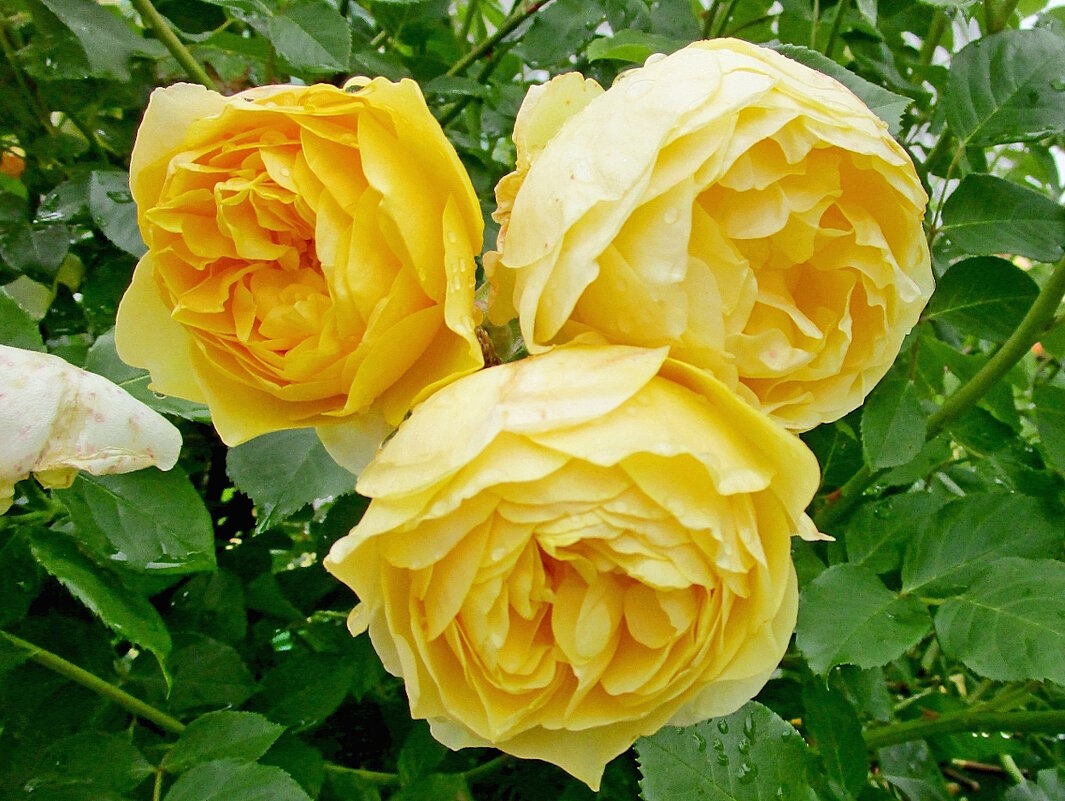 Три сестрицы... - Ольга Довженко