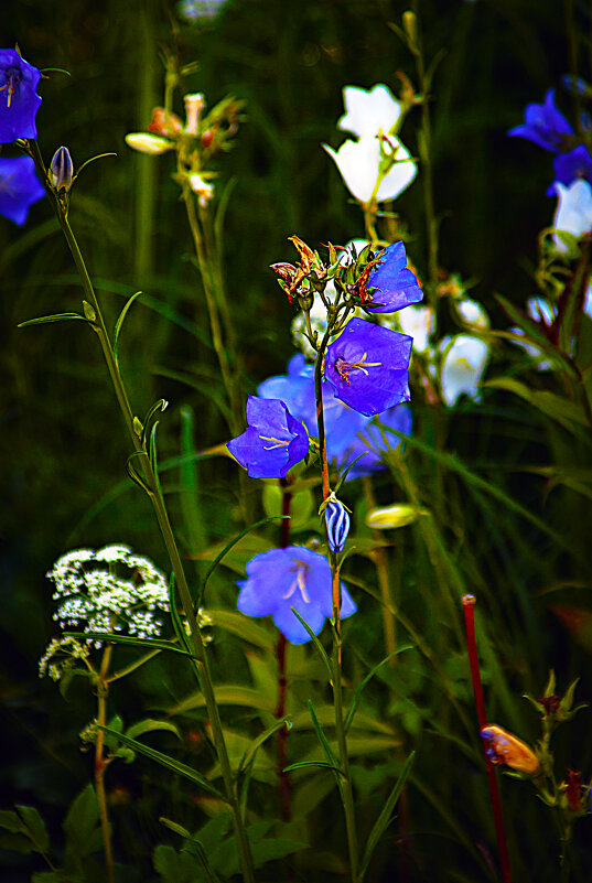 Летняя зарисовка - Владимир Кроливец