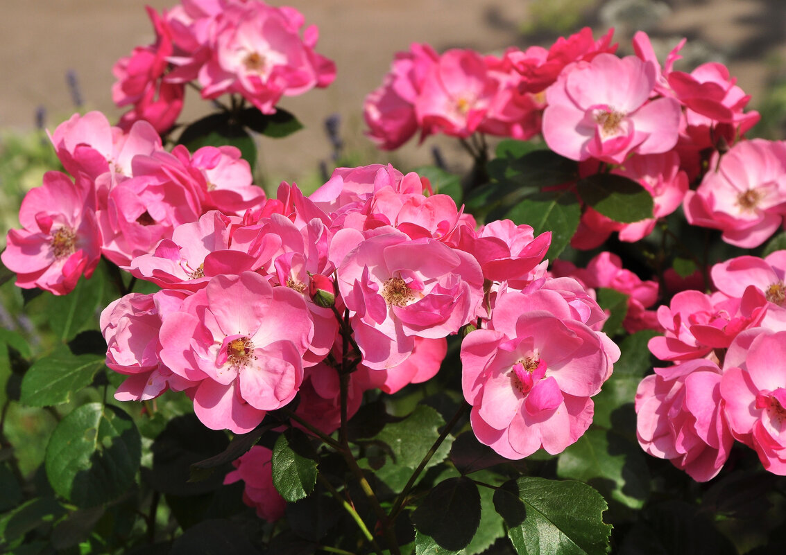 Краски лета - Татьяна Машошина