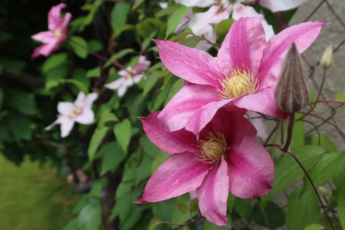 Клематис - Дмитрий И_