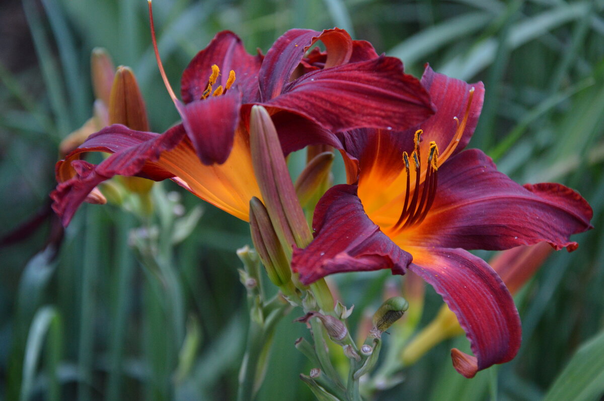 Отцветают красавцы... - Надежда Куркина 