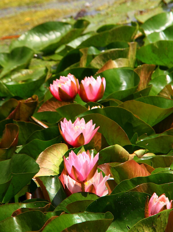 Лето - Vlad Сергиевич