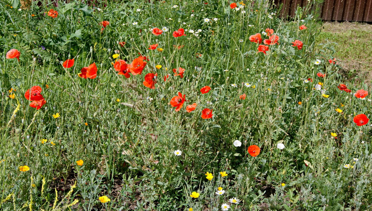Маки на уличной клумбе. - сергей ермошкин