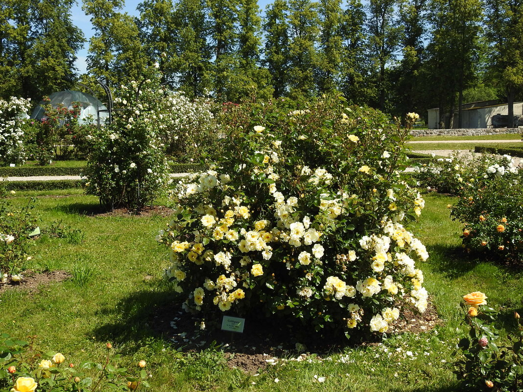 французский парк в Рундале - ИННА ПОРОХОВА