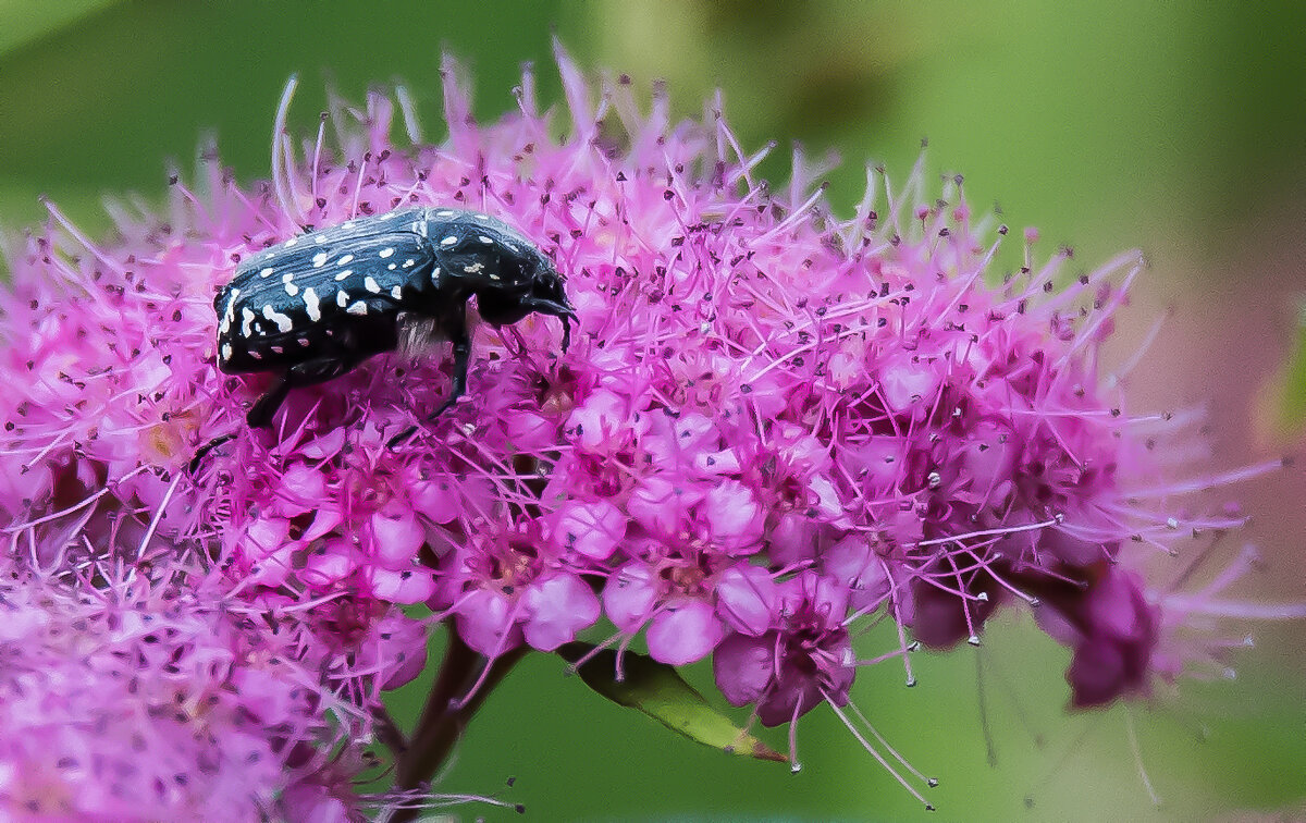 *** - Владимир Безбородов