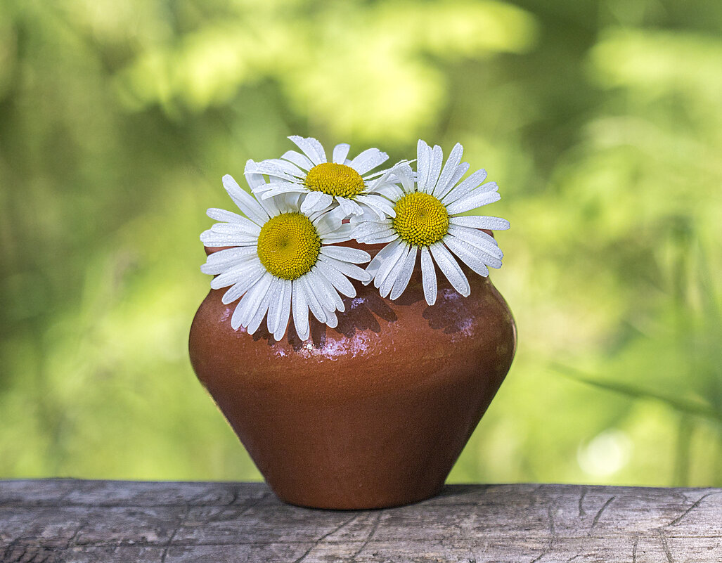 Ромашки - Андрей Пристяжнюк Ромашки - Андрей Пристяжнюк