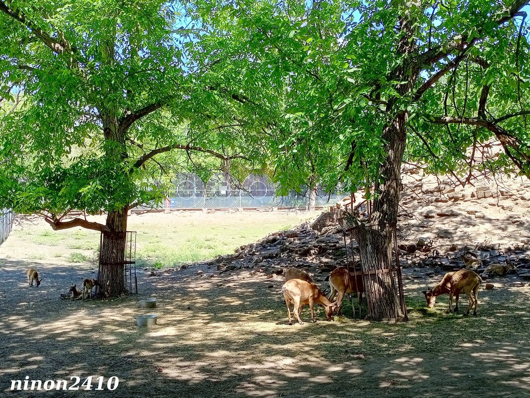 В ростовском зоопарке - Нина Бутко В ростовском зоопарке - Нина Бутко