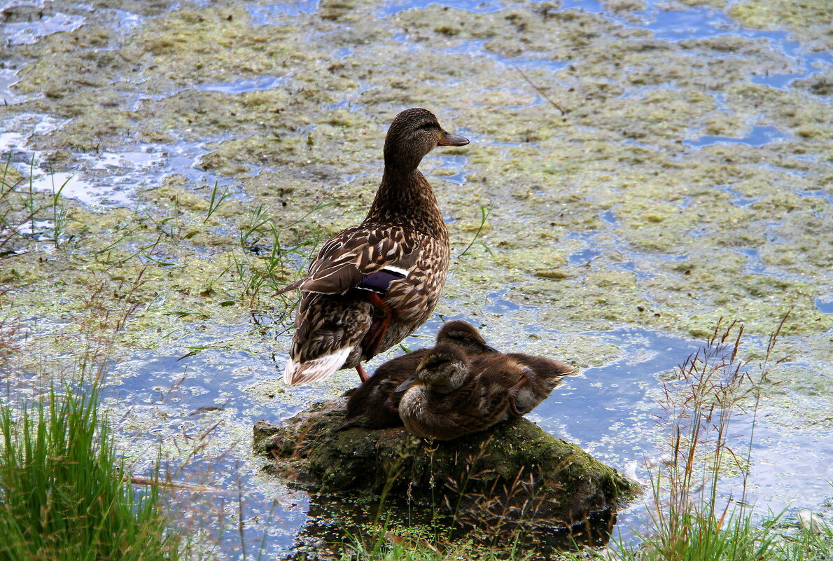 Серая мама-уточка - Vlad Сергиевич