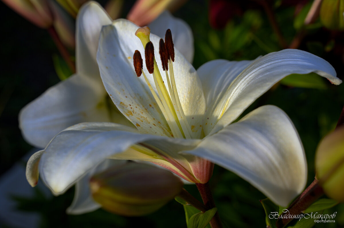 "Время цветения лилий. Белая"© - Владимир Макаров