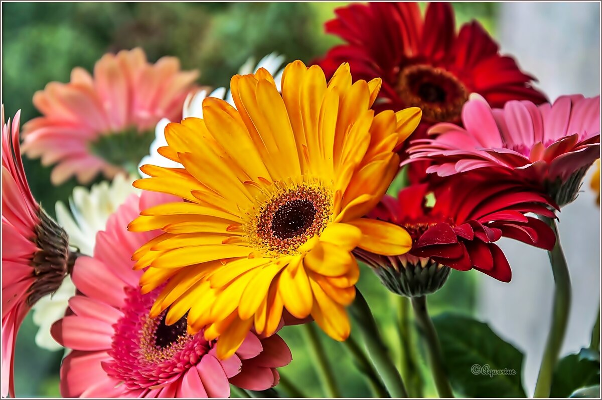 Герберы - Aquarius - Сергей