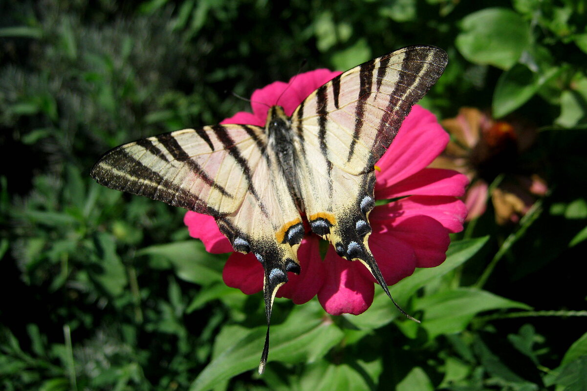 ПАРУСНИК - Татьяна Касьяненко