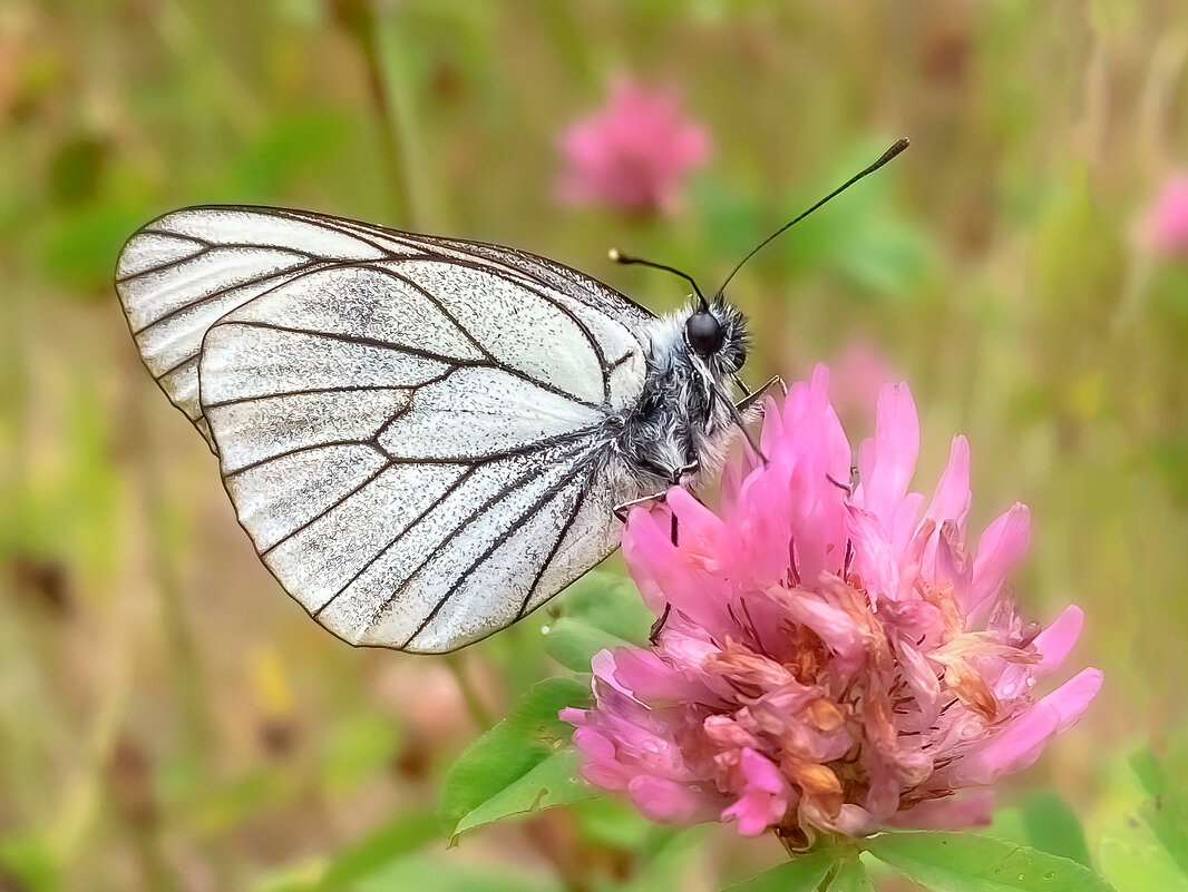 Боярышница - Viktor Makarov