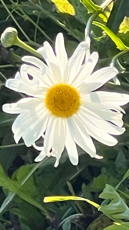 Ромашка-улыбашка - Жанна Мандрика