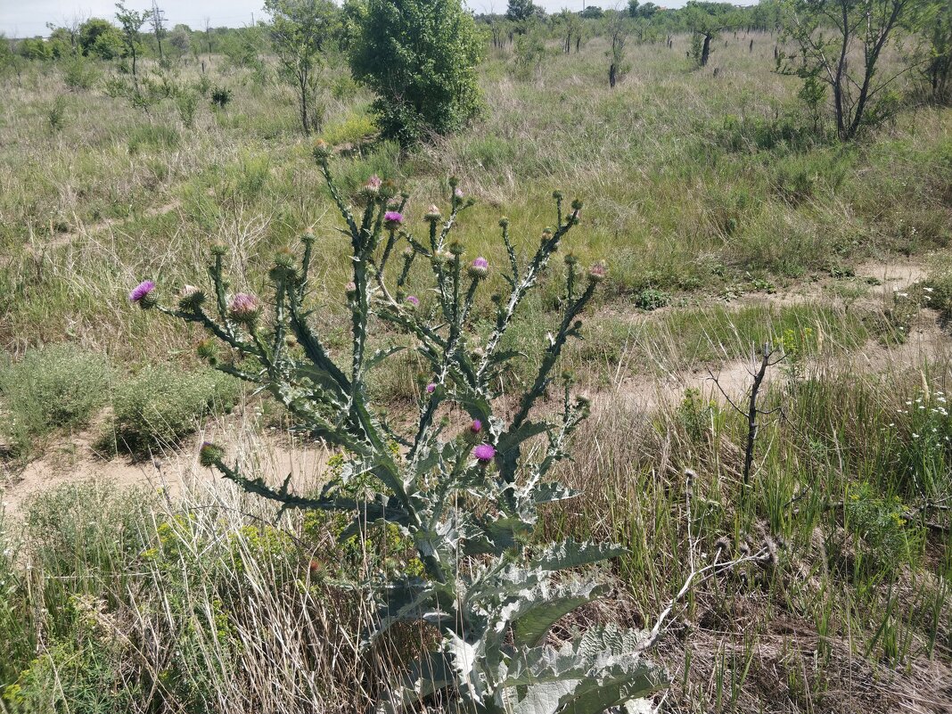 Колючий - Андрей Хлопонин