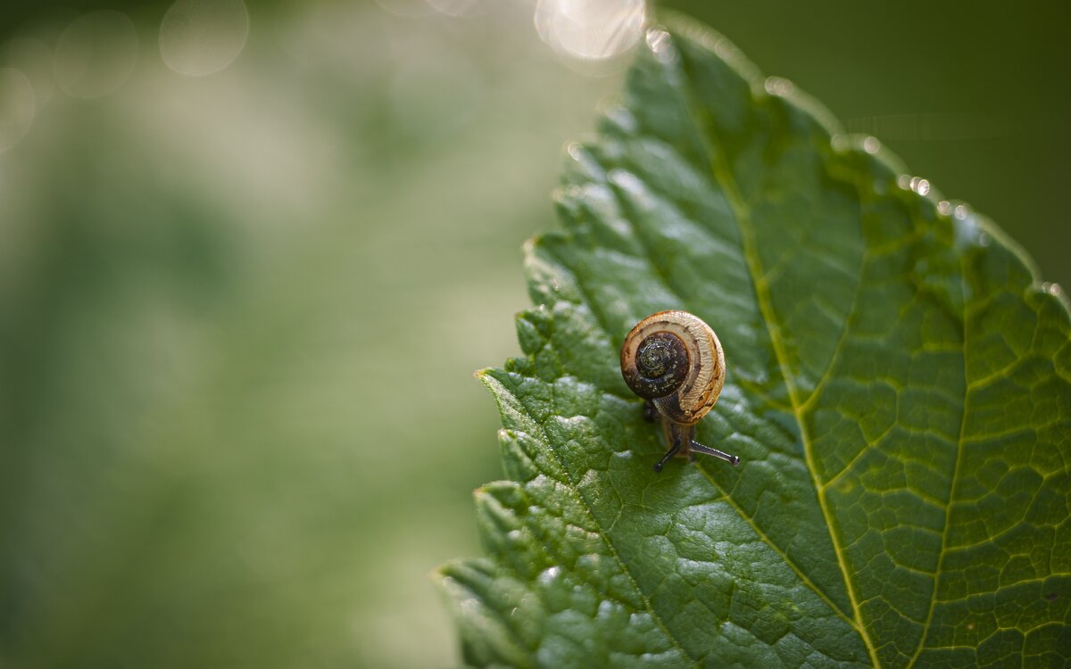 Кустарниковая улитка (Fruticicola fruticum). - Вадим Басов