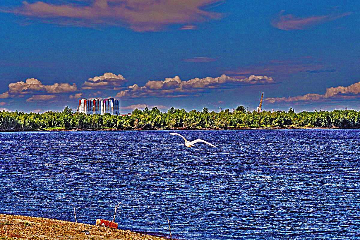 Июль...Белая чайка над рекой! - Владимир 